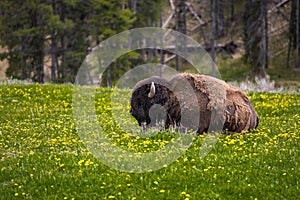 Yellowstone National Park Panorama