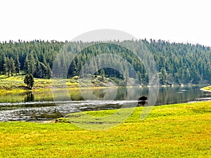 Yellowstone National Park River Buffalo