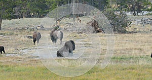 Yellowstone National Park small wild buffalo bison herd 4K