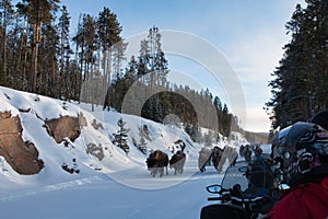 Yellowstone National Park stampeding Bison in winter