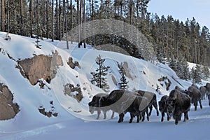 Yellowstone National Park stampeding Bison in winter