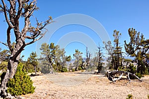 Yellowstone National Park, Wyoming Montana. Great hiking. Summer wonderland to watch wildlife and natural landscape. Geothermal.