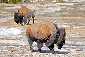 Bisons at Upper Geyser Basin near Old Faithful, Yellowstone National Park, Wyoming, USA