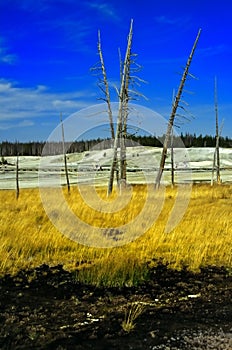 Yellowstone no.1