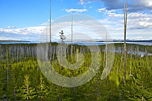 Yellowstone Panorama