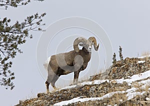 Yellowstone Park Wyoming