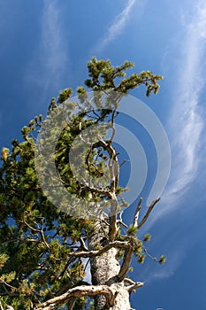 Yellowstone Pine tree towering towards sky
