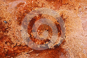 Yellowstone Red Algae