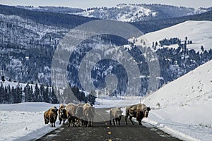 Yellowstone road block