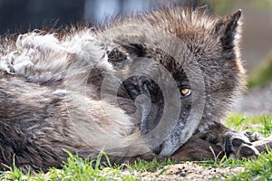 Yellowstone wolf rescue with expressive black timber wolf with bright yellow eyes.