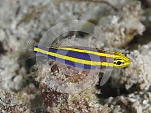 Yellowstripe threadfin bream