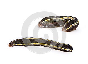 Yellowstriped Armyworm Caterpillar photo
