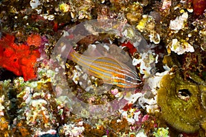 Yellowstriped cardinalfish photo