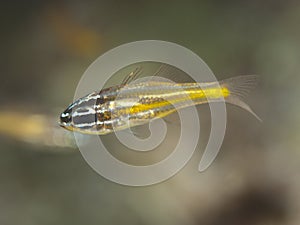 Yellowstriped cardinalfish photo