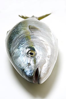 Yellowtail