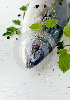 Yellowtail amberjack fish