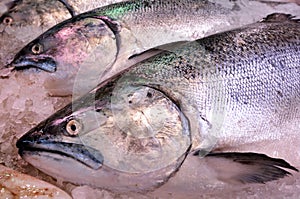 Yellowtail amberjack Kingfish on display in fish market