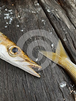 Yellowtail Barracuda fish on wood boardwalk