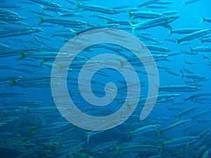 Yellowtail barracuda (Sphyraena flavicauda)