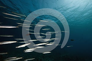 Yellowtail barracuda (sphyraena flavicauda)