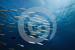 Yellowtail barracuda (sphyraena flavicauda)