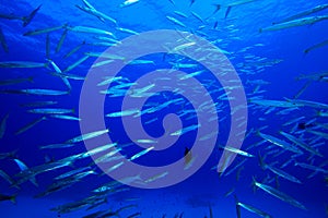 Yellowtail Barracudas