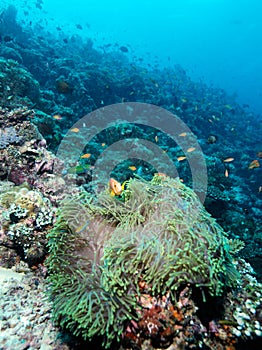 Yellowtail Clown Fish with Sea Anemone