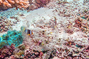 Yellowtail Clown Fish with Sea Anemone