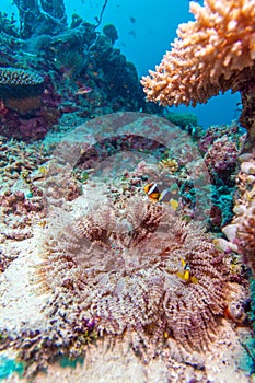 Yellowtail Clown Fish with Sea Anemone