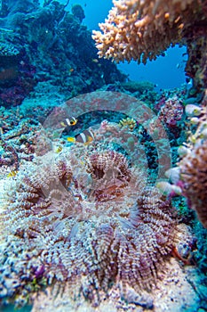 Yellowtail Clown Fish with Sea Anemone