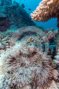 Yellowtail Clown Fish with Sea Anemone