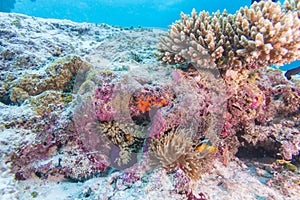 Yellowtail Clown Fish with Sea Anemone