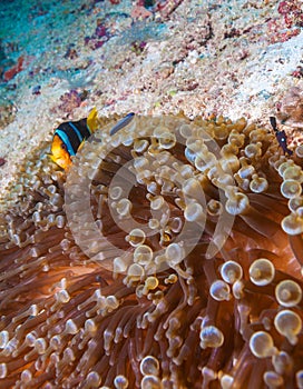 Yellowtail Clown Fish with Sea Anemone