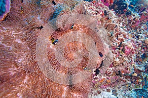 Yellowtail Clown Fish with Sea Anemone