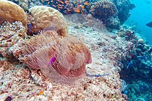 Yellowtail Clown Fish with Sea Anemone