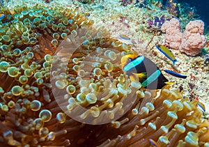 Yellowtail Clown Fish with Sea Anemone