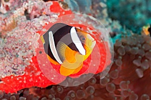Yellowtail clownfish
