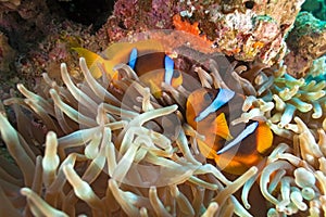 Yellowtail clownfish