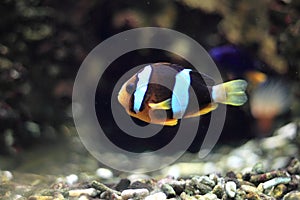 Yellowtail clownfish