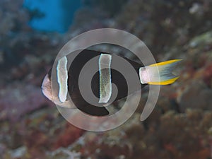 Yellowtail clownfish