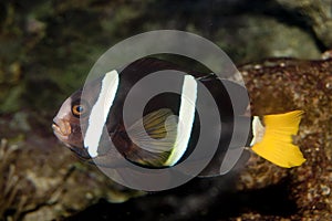 Yellowtail clownfish (Amphiprion clarkii)