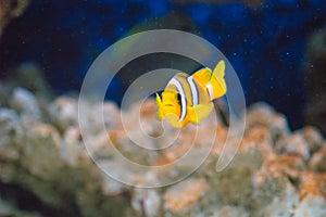 Yellowtail clownfish (Amphiprion clarkii)