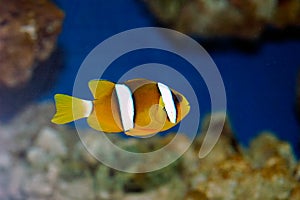 Yellowtail clownfish (Amphiprion clarkii)