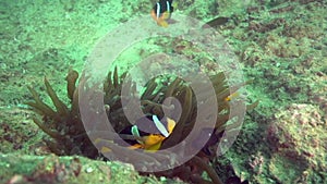 Yellowtail clownfish Amphiprion clarkii in Fujairah UAE Oman gulf