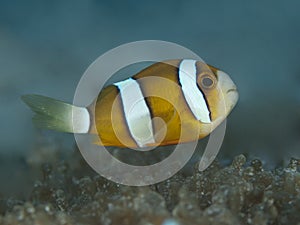 Yellowtail clownfish