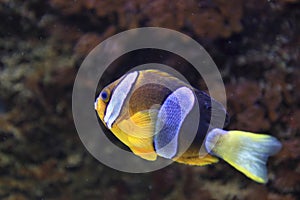 Yellowtail clownfish