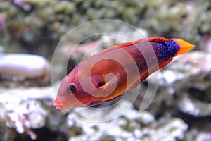 Yellowtail coris