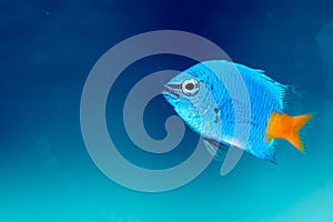 Yellowtail Damselfish (Chrysiptera parasema)