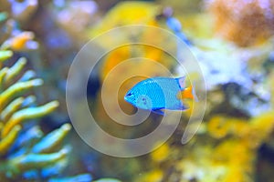 Yellowtail Damselfish