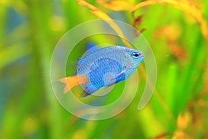 Yellowtail Damselfish